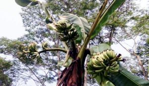 Langkah, Ada Pohon Pisang Berbuah 3 Tandan Di Desa Parhondalian