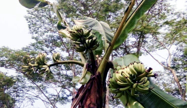 Langkah, Ada Pohon Pisang Berbuah 3 Tandan Di Desa Parhondalian