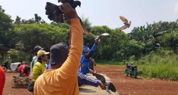 Burung Merpati Aduan, Masih Diserbu Para Penggemar