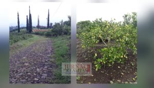 Buruan! Dijual Kebun Jeruk dan Alpukat 13 Ha di Kota Batu Malang, Jatim
