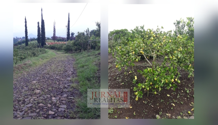 Buruan! Dijual Kebun Jeruk dan Alpukat 13 Ha di Kota Batu Malang, Jatim